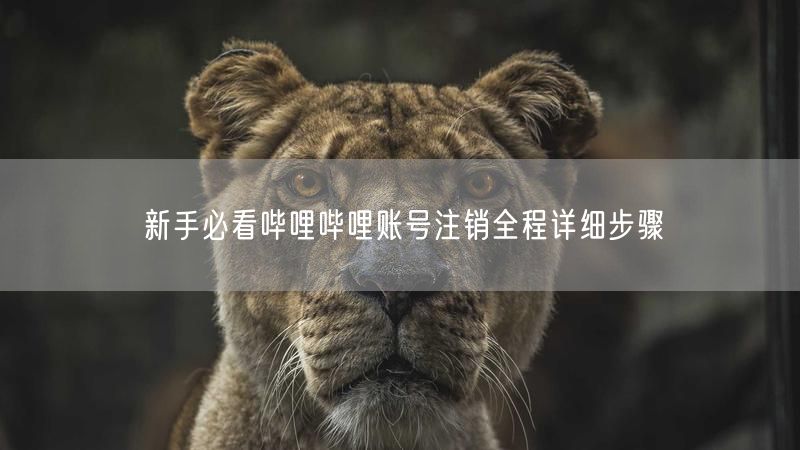 新手必看哔哩哔哩账号注销全程详细步骤