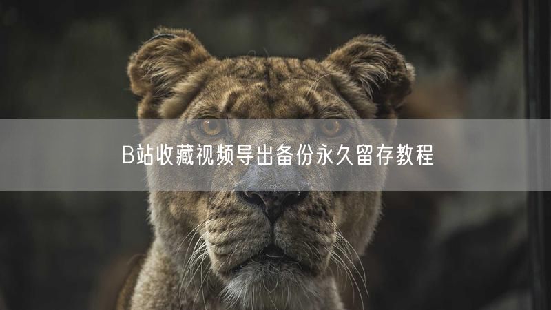 B站收藏视频导出备份永久留存教程