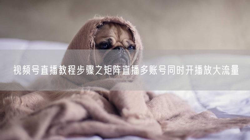 视频号直播教程步骤之矩阵直播多账号同时开播放大流量